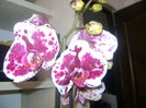 o nooua frumusete!!!!