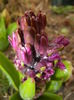 Hyacinth Purple Sensation (2015, Mar.29)