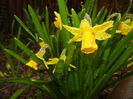 Narcissus Tete-a-Tete (2015, March 29)