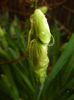 Narcissus Geranium (2015, March 29)