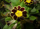 Primula elatior Gold Lace (2015, Mar.27)