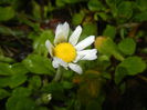 Bellis perennis (2015, March 29)