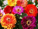 zinniacaliforniagiant_3970