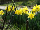 30.03.2015 pana la 12 cu soare