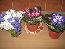 Picture My plants 2522
