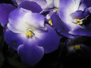Picture My plants 2535