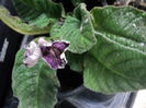 Streptocarpus