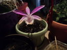 Pleione Formosana