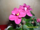 SAM_8904