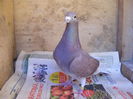 Picture 042