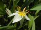 Tulipa Turkestanica (2014, March 30)