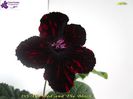 DS-The Red and The Black (31-03-2015)