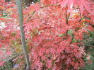 Acer palmatum Bloodgood (2014, Nov.09)