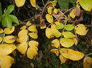 Rosa Rugosa (2014, November 09)