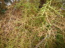 Tamarix tetranda (2014, November 09)