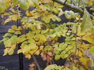 Rosa Rugosa (2014, November 09)