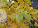 Rosa Rugosa (2014, November 09)