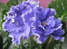 Picture My plants 2538