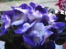 Picture My plants 2552