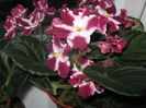 Picture My plants 2553