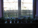 Picture My plants 2557
