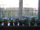 Picture My plants 2558