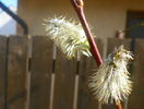 salix caprea