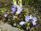 hepatica transsilvanica