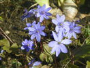 hepatica transsilvanica