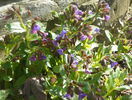 pulmonaria officinalis