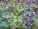 pulmonaria officinalis