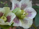 helleborus White Spotted Lady