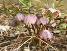 helleborus purpurascens