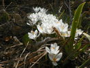 crocus Jeanne d Arc