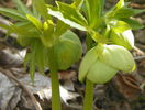 helleborus viridis