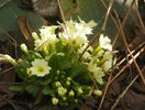 primula vulgaris