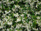 star-jasmine-Trachelospermum-Jasminoides