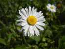 Bellis perennis (2015, March 30)