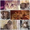 pisi