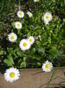 Bellis perennis (2015, March 30)