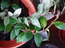 Aeschynanthus monalisa
