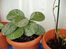 hoya obovata
