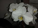 131 Orhidee Phalaenopsis