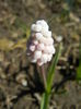 Muscari Pink Sunrise (2015, March 31)