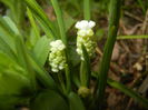 Muscari botryoides Album (2015, Apr.01)