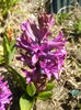 Hyacinth Purple Sensation (2015, Mar.31)