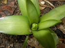 Hyacinth bud (2015, March 05)