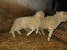 Picture 236