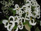 Cornus_florida_urbiniana_4921