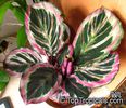 Calathea_roseopicta